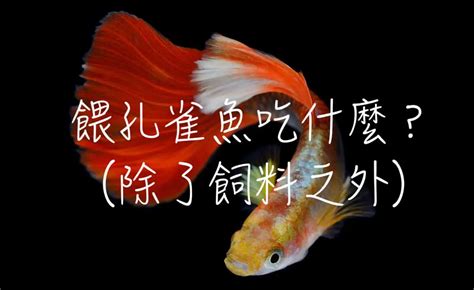 戰船魚吃什麼|戰船魚吃什麼